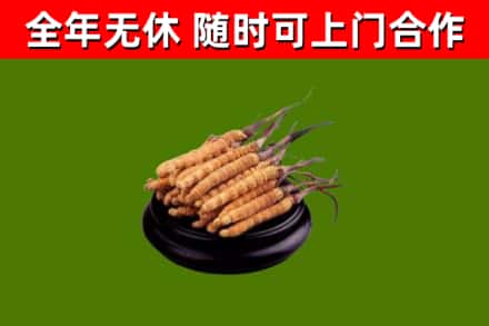 顺义区回收散虫草