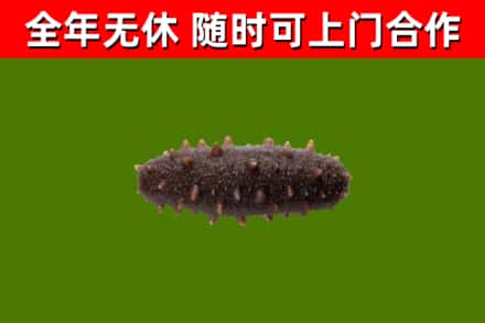 顺义区回收海参干